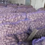 Оптовая продажа картофеля от КФХ Урал