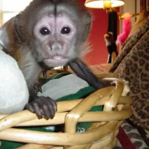Главная обученных белых обезьян лицо ребенка капуцин для принятия