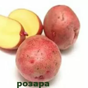 Картофель семенной Розара оптом