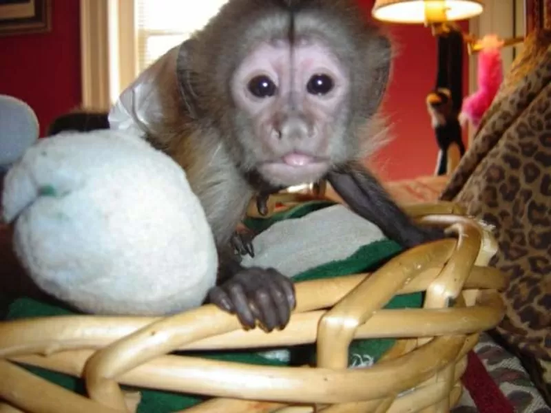 Главная обученных белых обезьян лицо ребенка капуцин для принятия