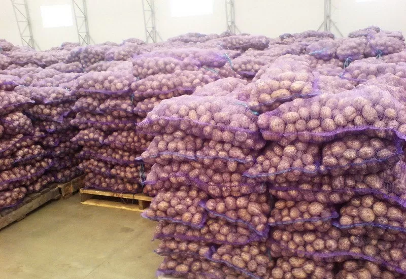 Продаем картофель по всей России оптом со склада.